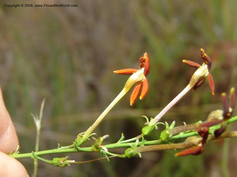 Jamesbrittenia --So.Africa. Mpumal. R577 N of Lydenburg. 16 Mch 05. 236.jpg