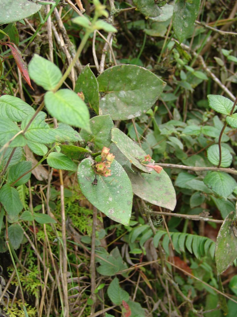 Macleania, Croat, T 94561--Ecuador. Prov. Pichincha. Tandayapa-Nono. 13 Feb 05. 129 (6).jpg