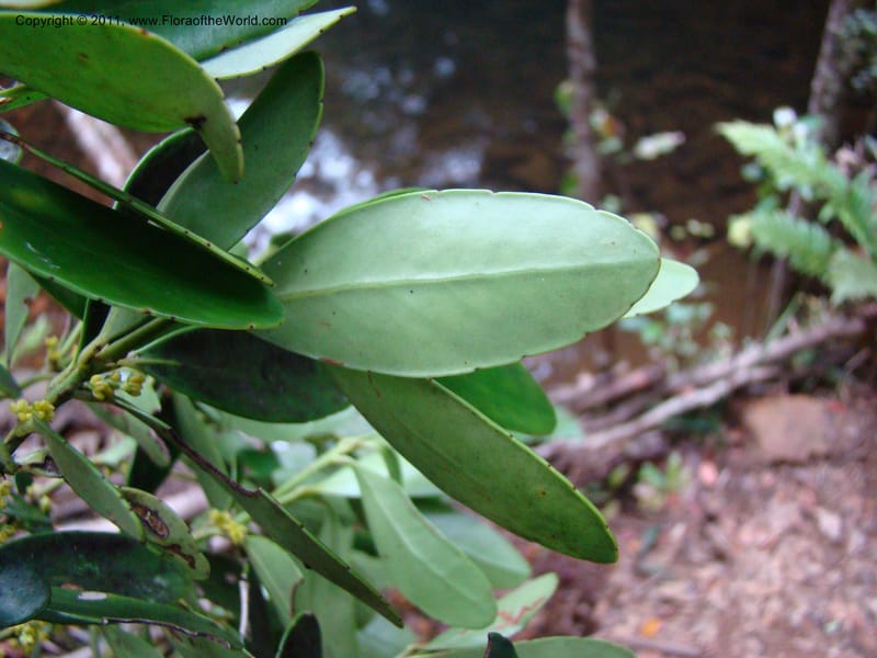 Balanops,  Munzinger, J 4854--New Caledonia, Dogny, 19 Nov 2007, 13 (3).jpg