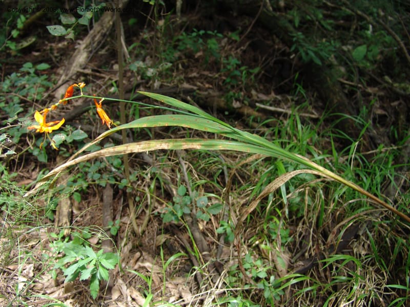 Crocosmia aurea--So.Africa. KZN. Midl. Meand. Granny Mouse. 13 Mch 05. 105.jpg