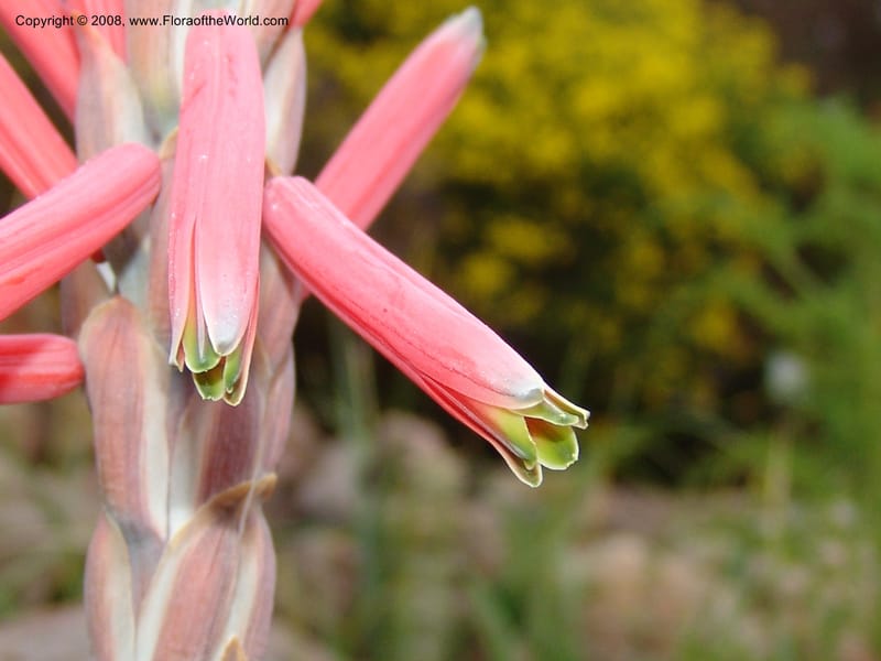 Aloe suprafoliata, 50.1228--CA. UC Berkeley Bot. Garden. 8 Dec 06. 081.jpg