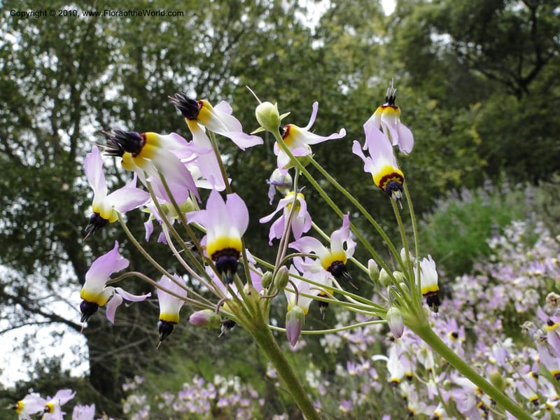 Dodecatheon clevelandii, C. Davidson 11728--California. Santa Barbara Co. 4 April 2010 180 (4).jpg