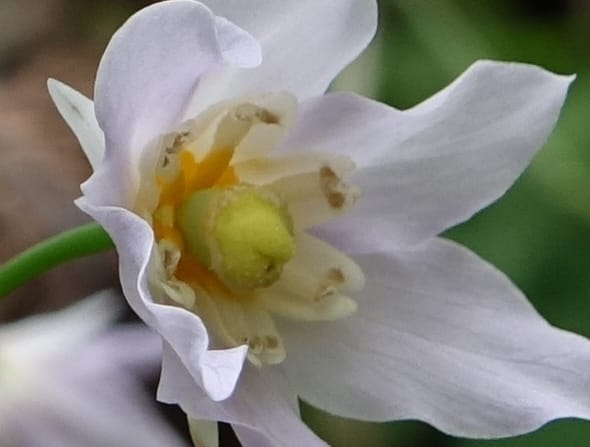 Ranzania japonica--Japan. Myoko Kenmin-no-mori. Hiuchiyama Trial. 27 May 2016.  (166).JPG
