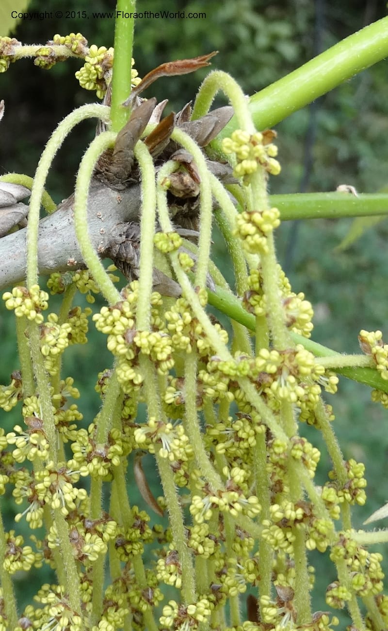 Quercus, Boufford, D 43691--China. Sichuan. LongDongZhen on Rd. to LeiYuan Shan. 13 May 2014. DSC05860 (139).JPG