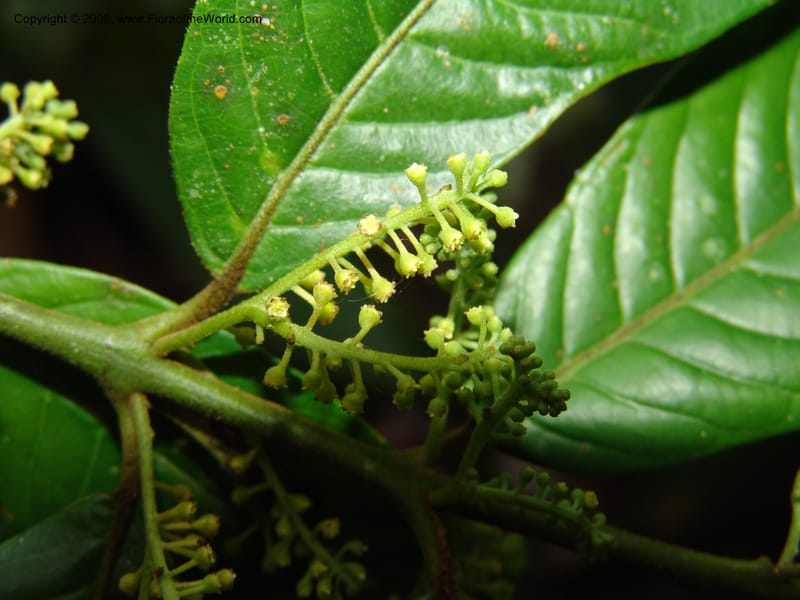 Siparuna guianensis, AAraujoM3087--Bolivia. Pq. Nal. Madidi. Chalalan, Sendero sin nombre. 24 Sep 06. 311.jpg