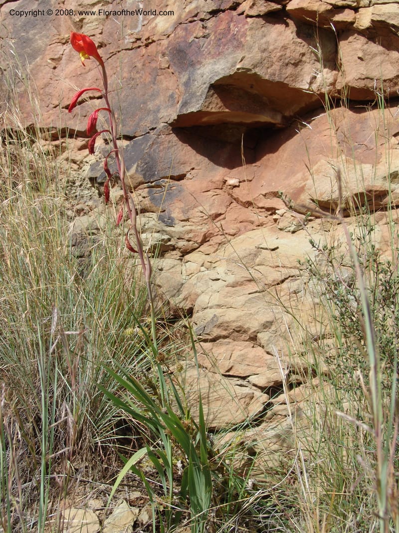 Gladiolus dalenii--So.Africa. E. Cape. R58 SE of Lady Grey. 10 Mch 05. 063.jpg