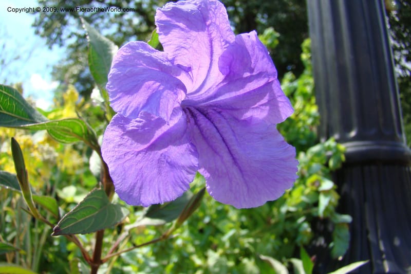 Ruellia simplex--New York. Brooklyn Botanic Garden. 19 July 2009. 013.jpg