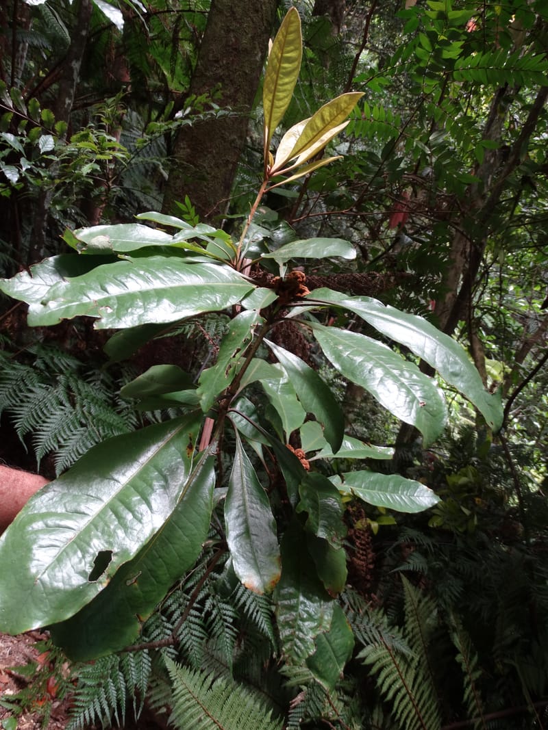 Pittosporum, Bruy, D 117--New Caledonia. Haute Robinson. 11 Nov. 2015. DSC00909 (189).JPG