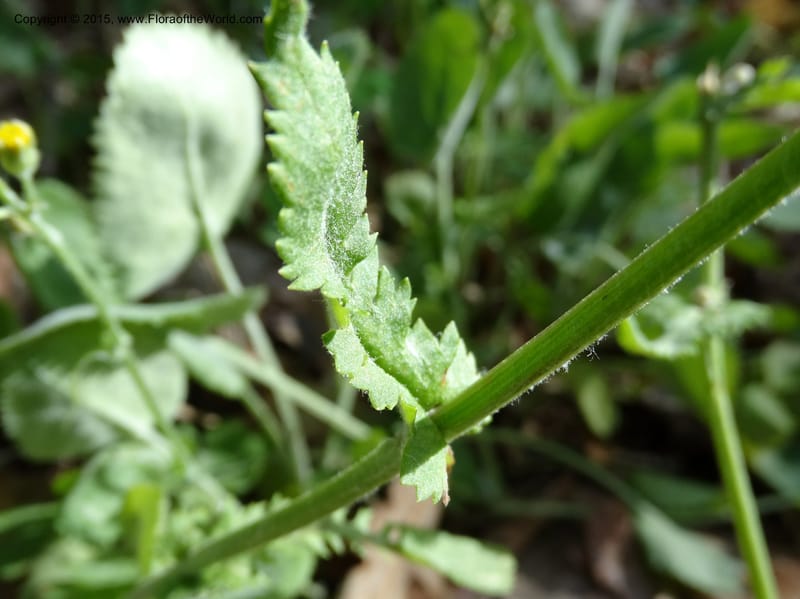Packera serpenticola, Davidson, C 12974--No. Carolina. Clay Co. Buck Cr. 13 May 2015. DSC04619 (74).JPG