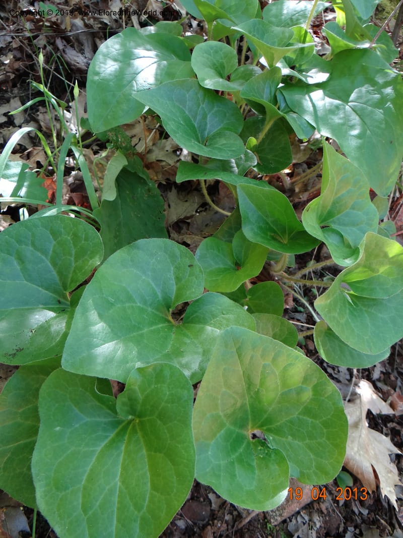 Asarum sp. unk. , Davidson, C 12133--USA, California, Nevada Co. 19 Apr 2013  0164 (10).JPG