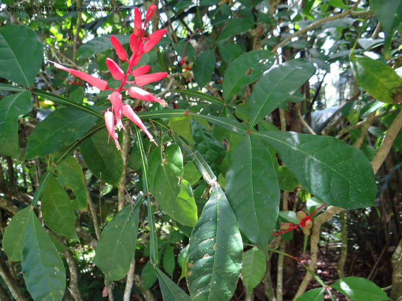 Quassia amara--Australia. Queensland. Cairns B. G. DSC09035 (109).JPG