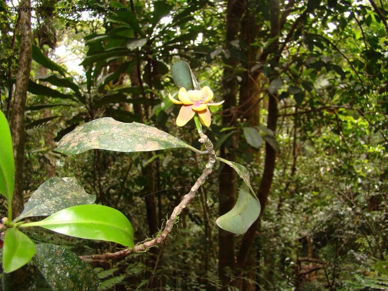 Zygogynum, JMunzinger4868--New Caledonia. Plateau de Dogny. 19 Nov 07. 452.jpg