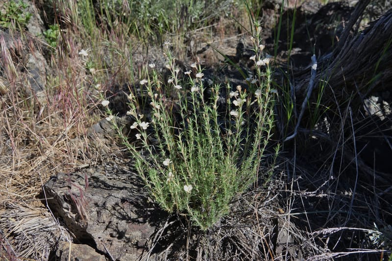 Leptodactylon pungens, C. Davidson 13670--ID. Hwy 20 W of Arco. Open basalt flow. 18 Jun 2017. DSC02519 (127).JPG