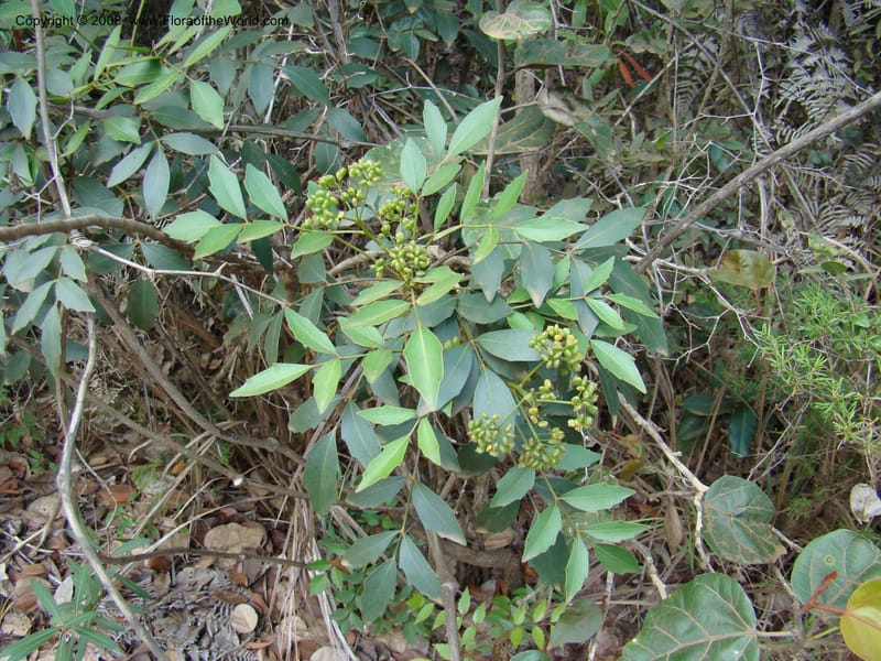 Tieghemopanax, JMunzinger4892--New Caledonia. Tontouta R.jct Kalouehola R. 21 Nov 07. 149.jpg