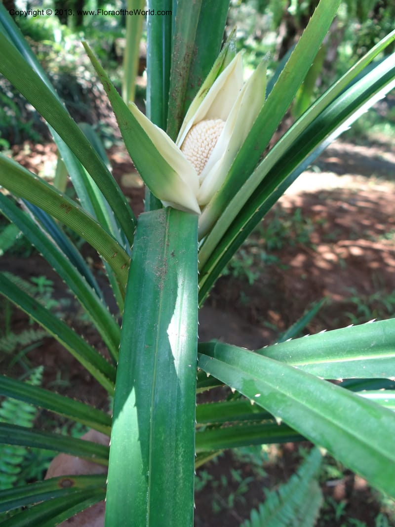 Pandanus fusinus, Buerki, S 335--Malaysia. Sabah. Tahan Niaga Plantation. 8 Apr 2012. 5 (13).JPG