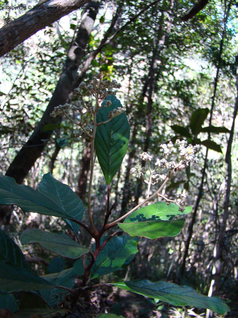 Argophyllum, JMunzinger4653--N.Caled. Dumbea Dam in Dumbea Riv, S of Noumea. 11 Nov 07. 064.jpg