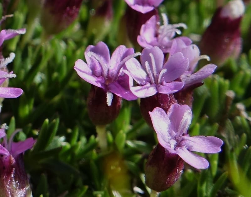 Silene exscapa, Callmander, M 1279--Switzerland. Furkapass. 1 Jul 2016. DSC06826 (170).JPG