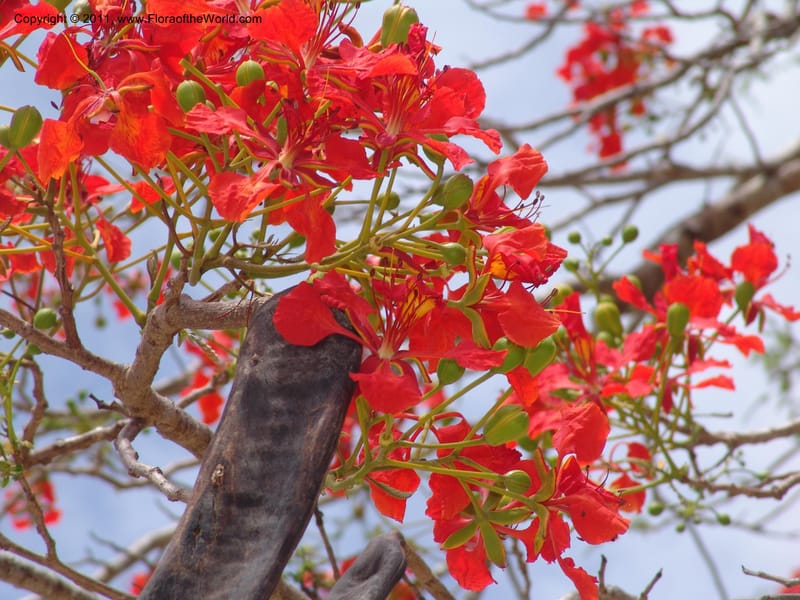 Delonix regia , not coll.--Madag. Antsir. Nosy Be. Lokobe Forest. 15 Nov 06. 062 (6).jpg