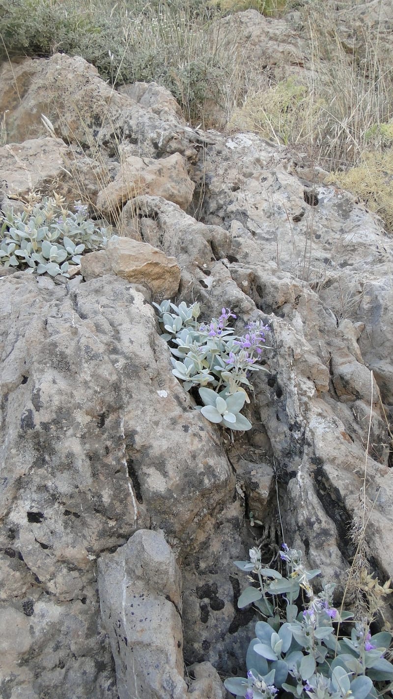 Stachys, A. G. Miller 142.5--Iraq. Kurdistan. Shakh-i Pira Magrun. Zewiya. 12 June 2010. 192 (14).jpg