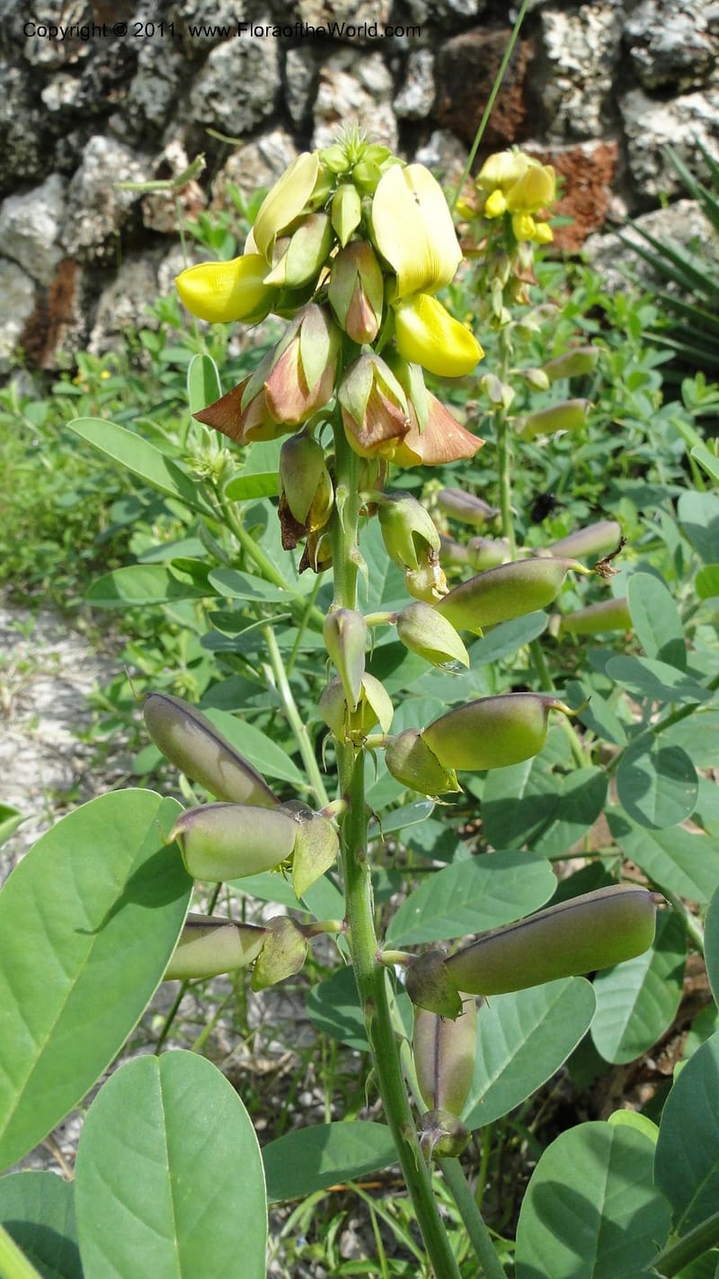Crotalaria, R. Gereau 7170--Tanzania. Beach near Bagamoyo Country Club. 8 May 2010. 209 (86).jpg