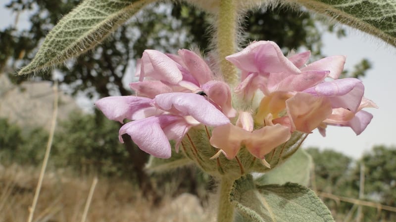 Phlomis rigida, A. G. Miller 118.A20--Iraq. Kurdistan. Shakh-i Pira Magun. 9 June 2010. 014 (4).jpg