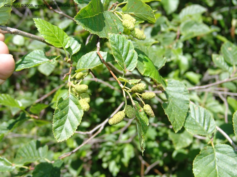 Alnus viridis ssp sinuata--ID. Valley Co. Sylvan Beach reservoir and trail. 24 Jul 05. 184.jpg