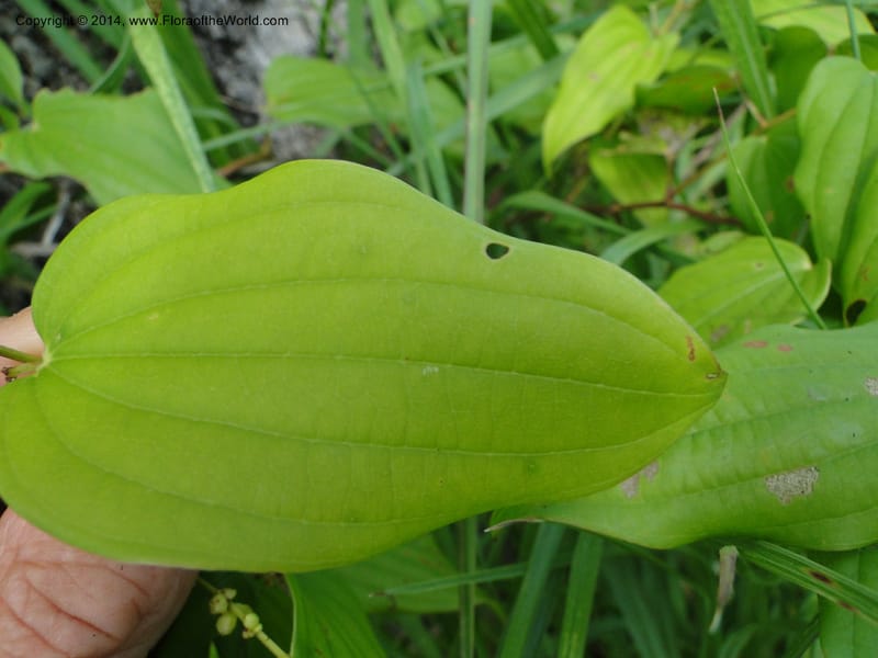 Dioscorea, Stevens,  W. D 31168, Garay Cue, 19 Mar 2011 2366 (6).JPG