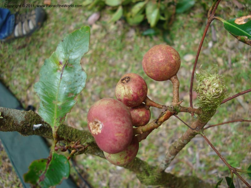 Piliocalyx,  Munzinger, J 4794--New Caledonia, Prov N Aoupinie, 15 Nov 2007 058 (5).jpg
