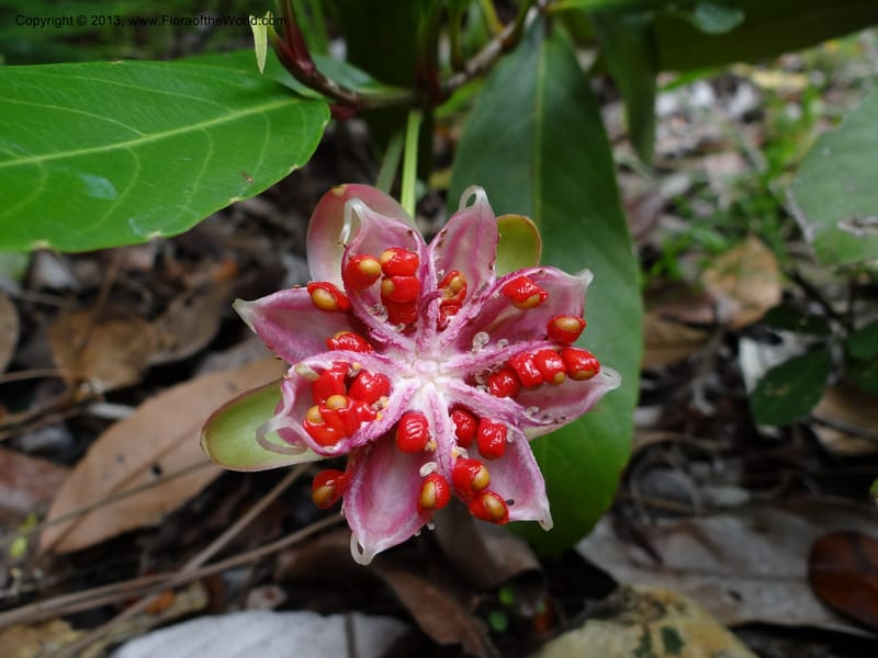 Dillenia, SAN.153248--Malaysia, Sabah. Tawai For. Res. 9 Apr 2012. DSC07890 (211).JPG