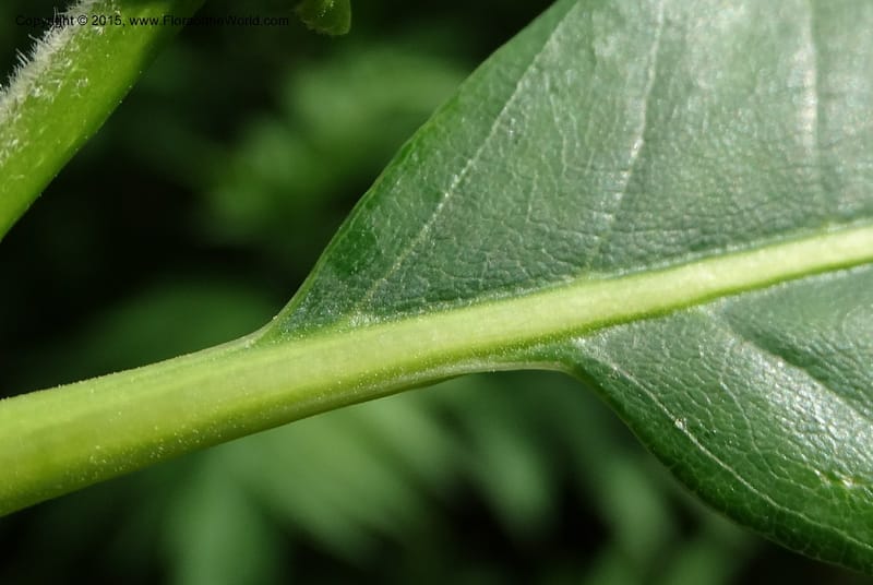 Base of a leaf blade and petiole in close-up