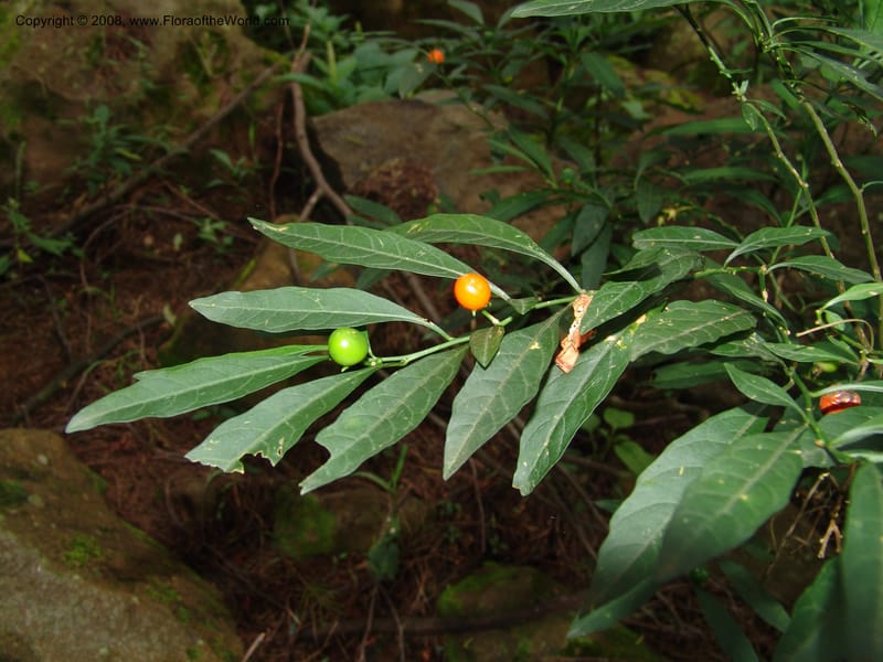 Solanum--So.Africa. KZN. Midl. Meand. Granny Mouse. 13 Mch 05. 118.jpg