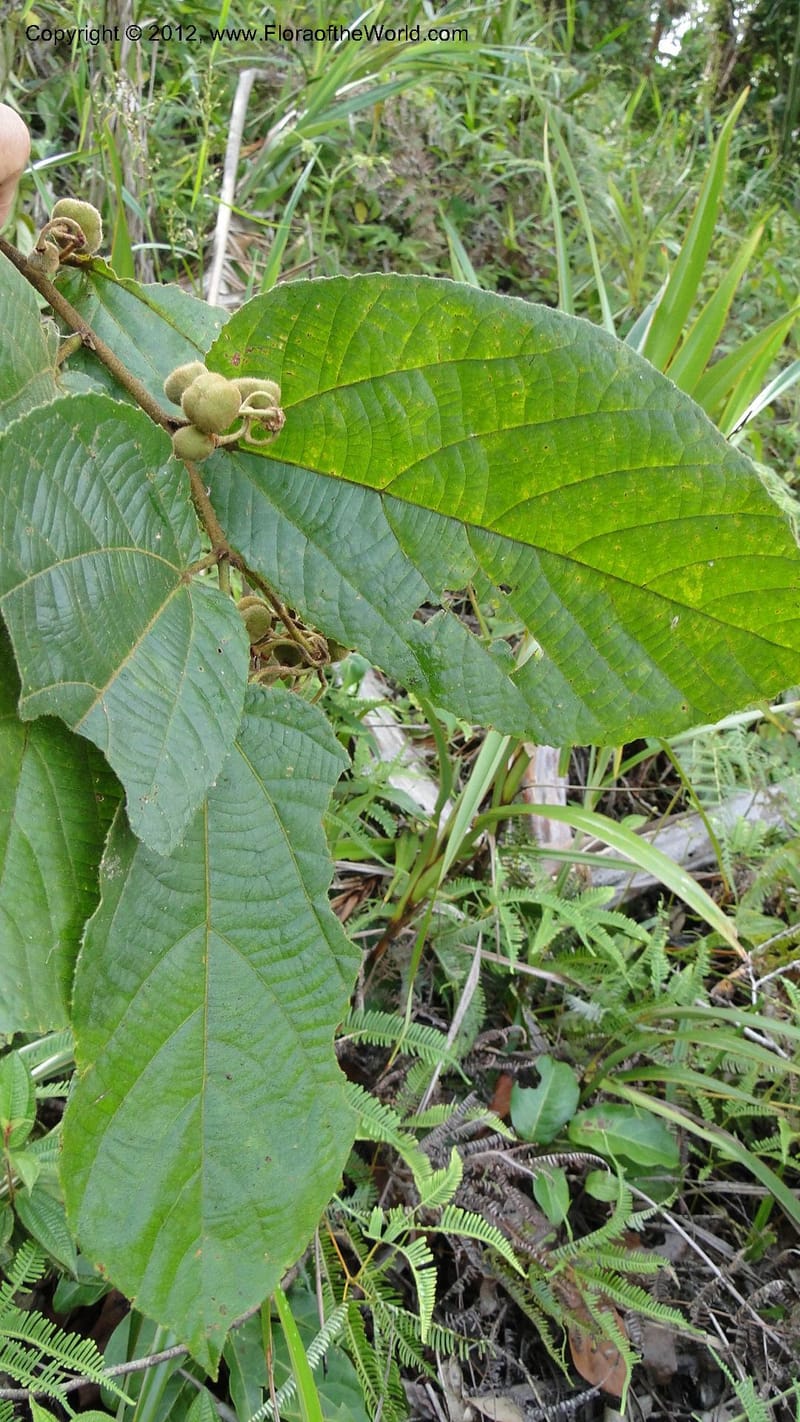 Grewia, D. Ravelonarivo 3399--Madagascar. Ambolotara. Ambodini, Vatovavy. 3 May 2010 218.jpg