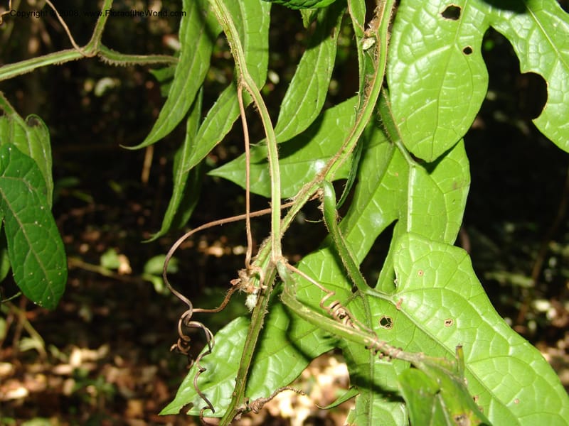 Gurania acuminata, AAraujoM3132--Bolivia. Pq. Nal. Madidi. Chalalan, Send. Jaguar. 25 Sep 06. 501.jpg