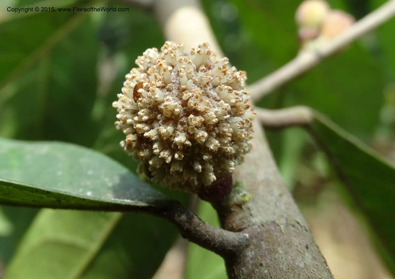 Treculia obovoidea, Davidson, C 12341--Cameroon. Mokoko For. Res. 20 Mar 2014. DSC02622 (240).JPG