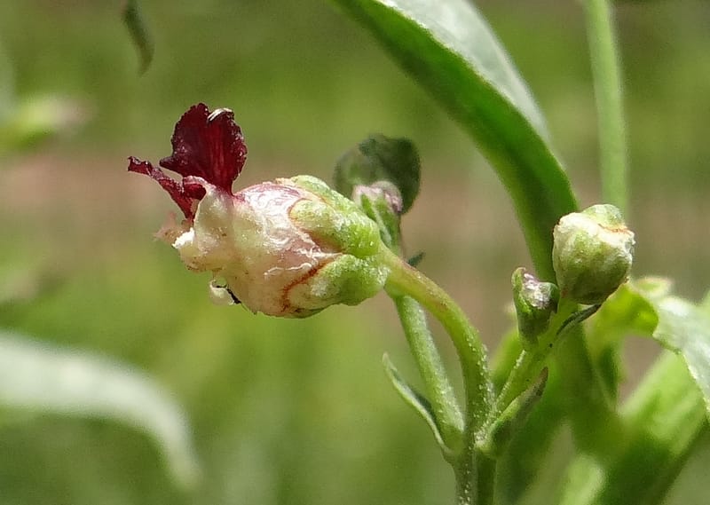 Scrophularia--Kurdistan. Hawraman. Stop 5. 22 May 2013. DSC04493 (46).JPG