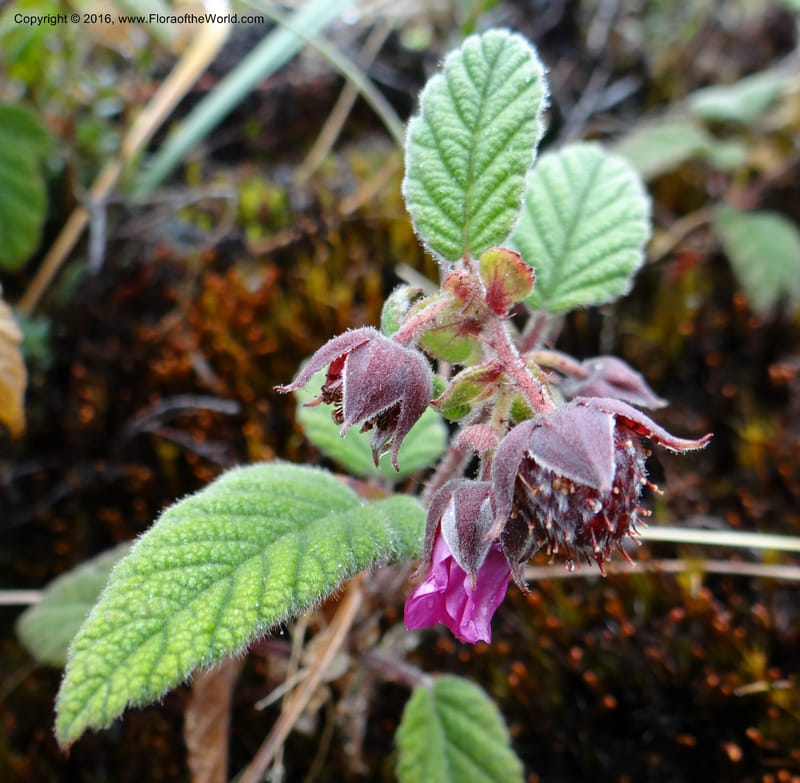 Rubus, Ulloa, C 2384--Ecuador. Azuay. Matanga. 2 Oct 2012. DSC06351 (323).JPG