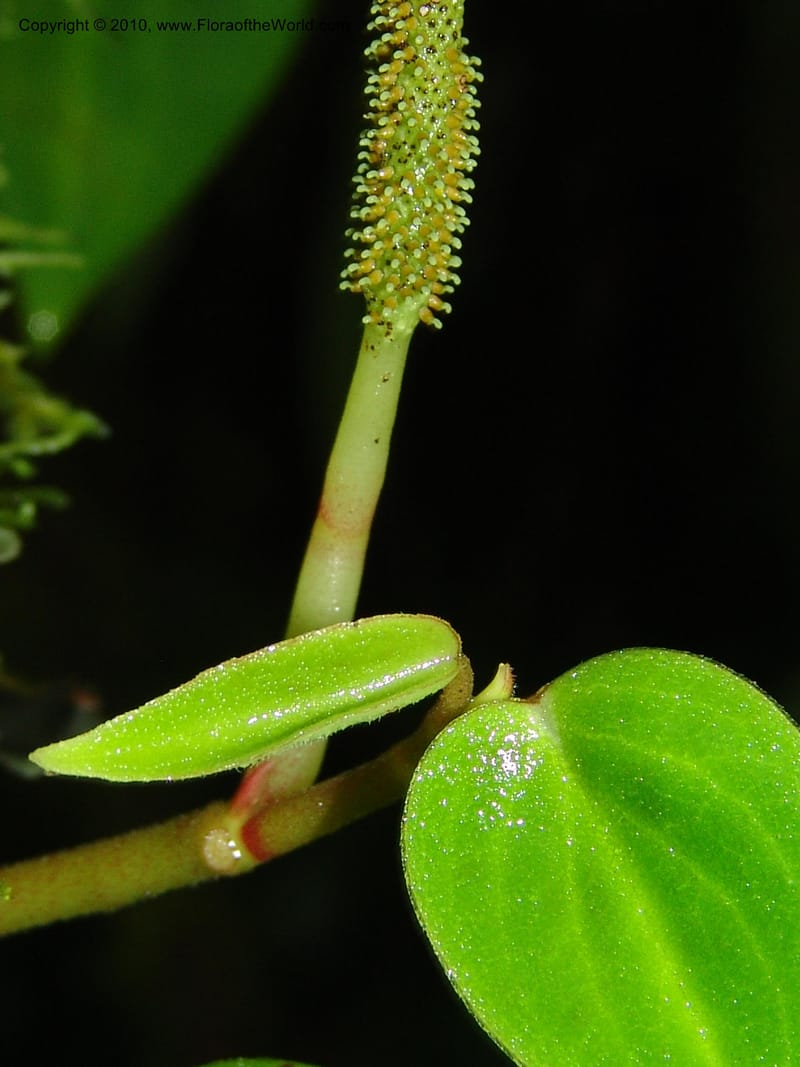Peperomia, Croat 95716--Ecuador. Maquipucuna Biol. Res. Send. Princip. 11 Mar 06. 107 (5).jpg