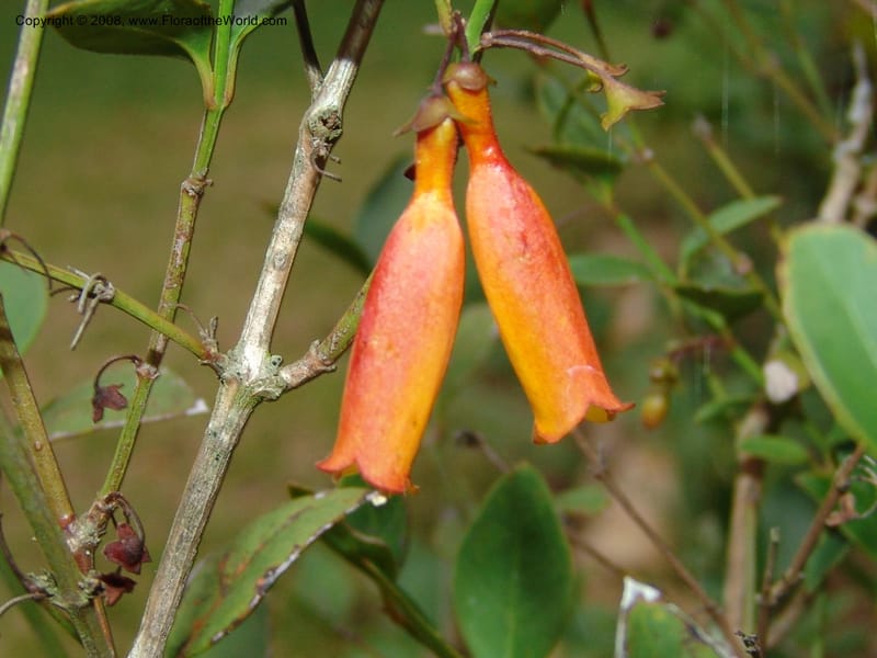 Halleria elliptica, W195--So. Africa. Mpumalanga. Karino, Whyte Thorne Garden. 14 Mch 05. 083.jpg