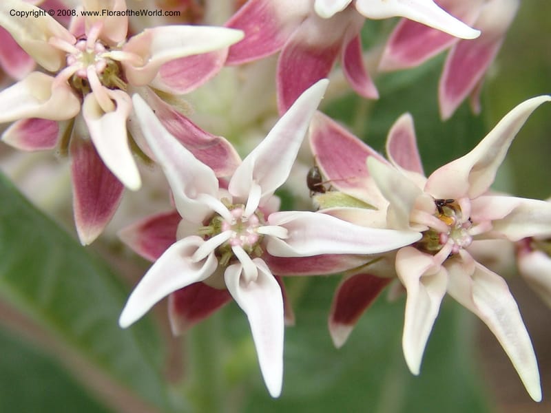 Asclepias speciosa--CA. McConnell Arboretum, Redding. 4 Jun 07. 177.jpg