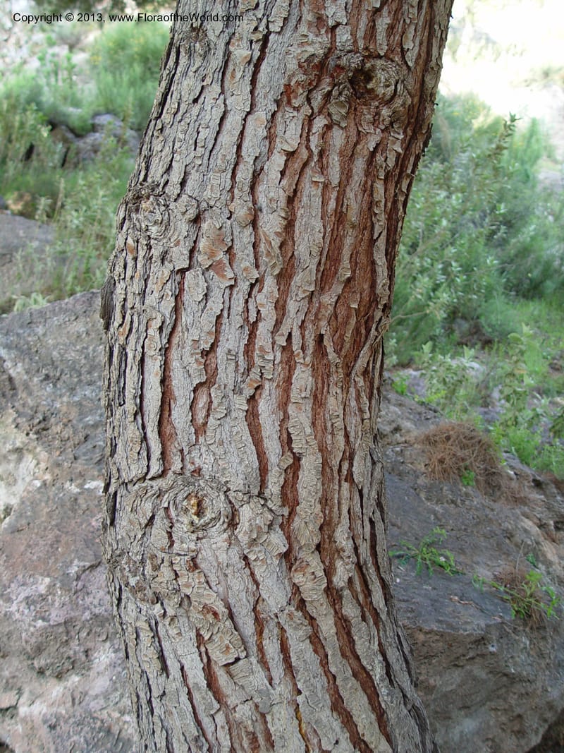 Deeply fissured bark on a curving tree trunk