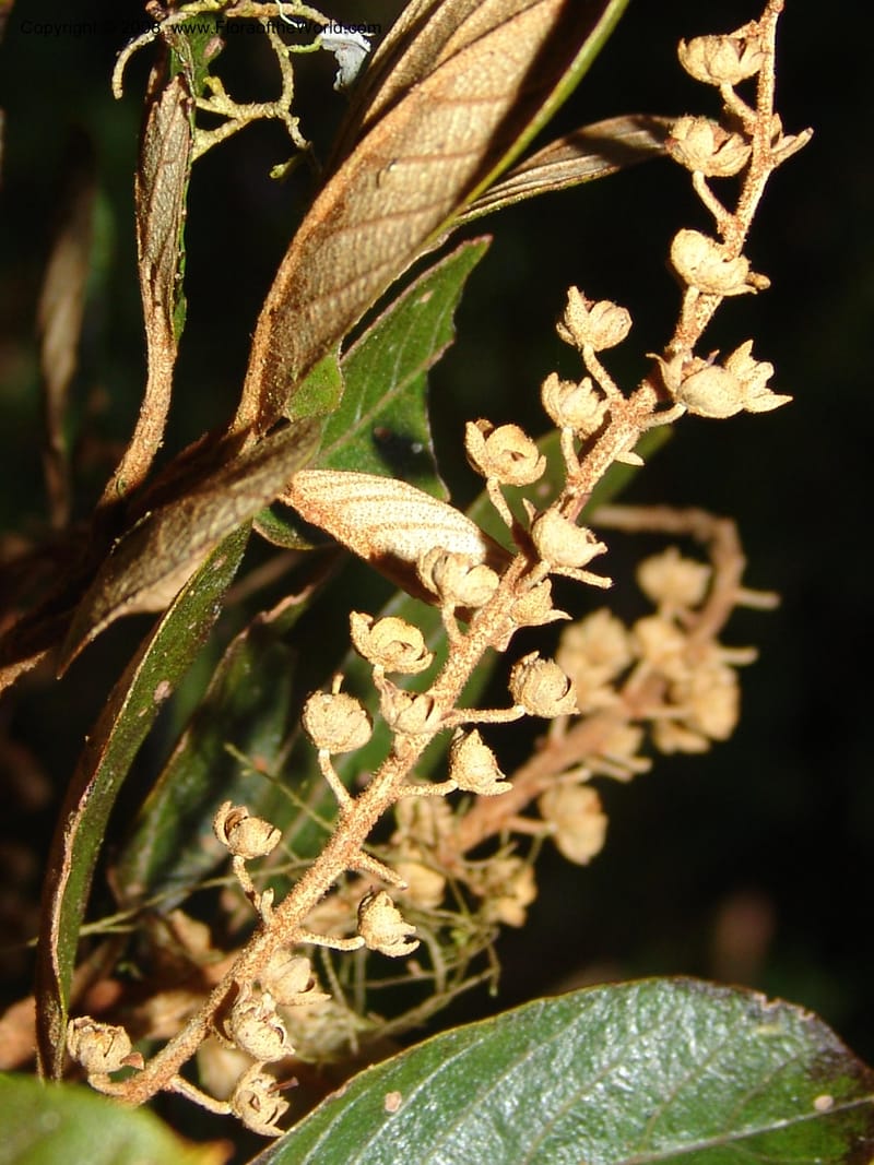 Clethra mexicana, N.Martinez550--MX. Chiapas. Res. Biosf. El Triunfo. Sendero Cipresal. 9 Nov 04. 208.jpg