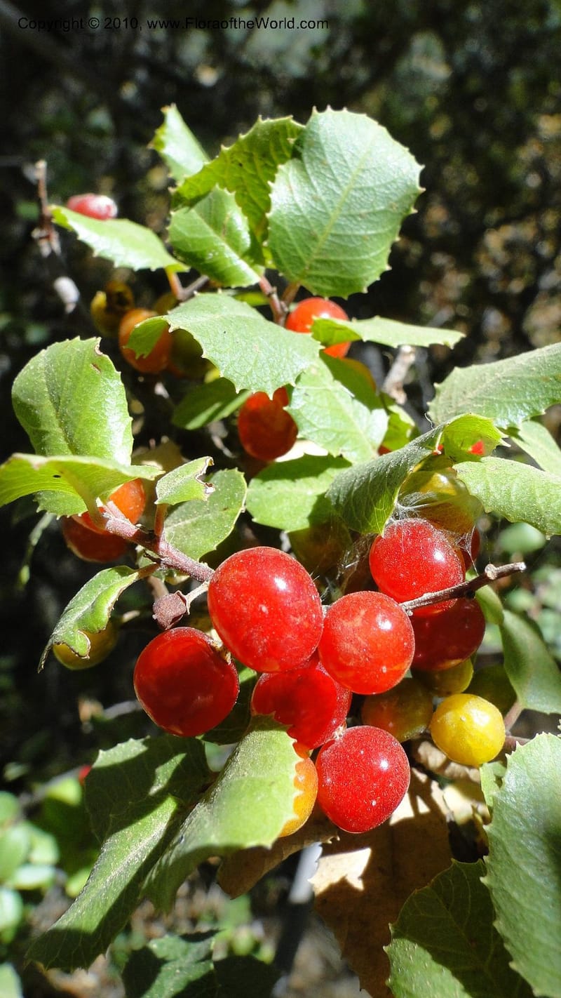 Rhamnus illicifolia, C. Davidson 11793--CA. Contra Costa Co. Mt. Diablo. Donner Canyon. 1 Sept 2010. 092 (73).jpg