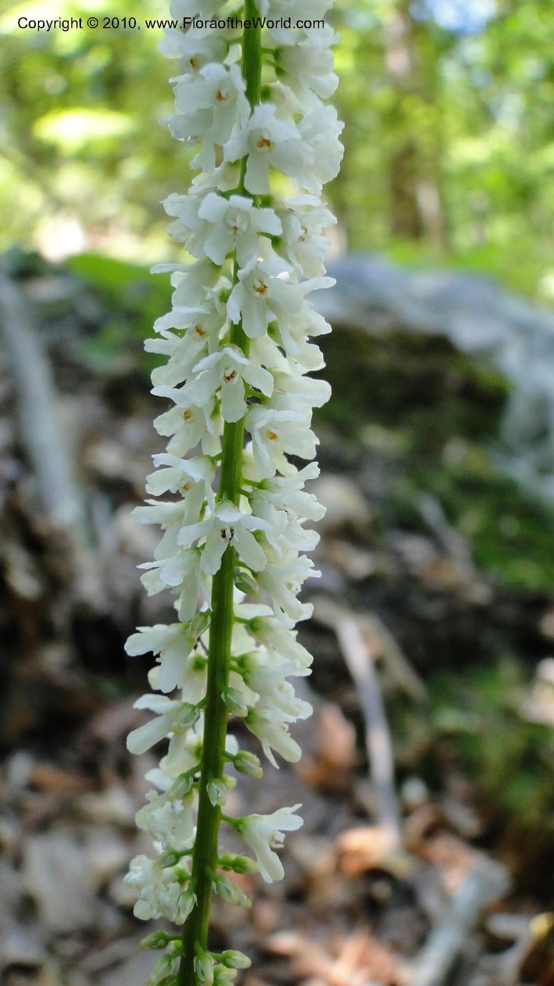 Galax aphylla, Mori 27456--North Carolina. Stokes Co. 26 May 2010. 088 (53).jpg