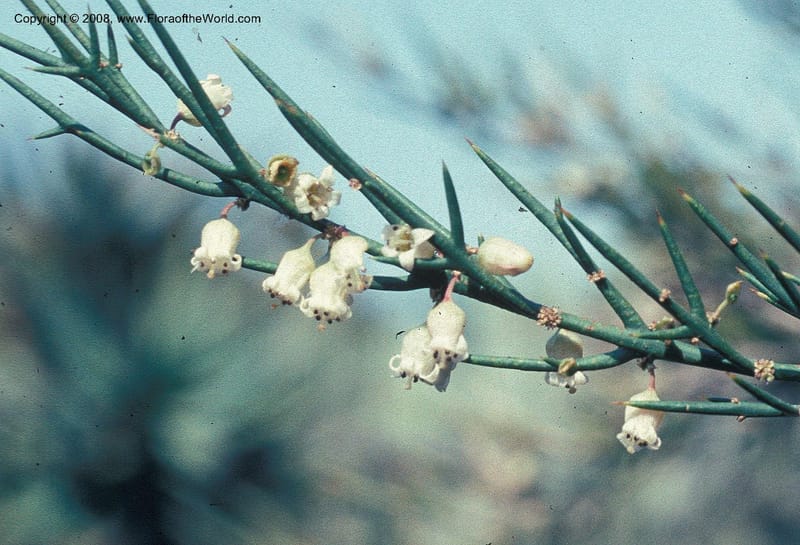 Colletia infausta--CA. Huntington Bot. Garden. May 76. 001B.jpg