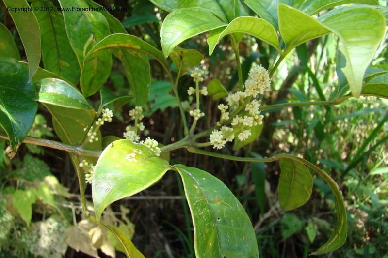 Euodia, Regalado 1751--Viet Nam. Thua Thien Hue Prov. Phu Loc Distr. Bach Ma. 13 Apr 09. 383.jpg