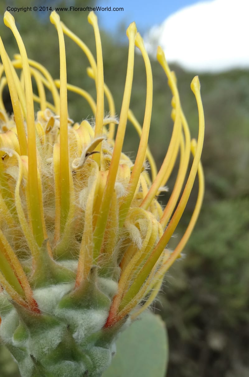 Leucospermum, Davidson, C 12268--South Africa. Western Cape. S of Swartberg Pass. 19 Jan 2014. DSC00691 (18).JPG