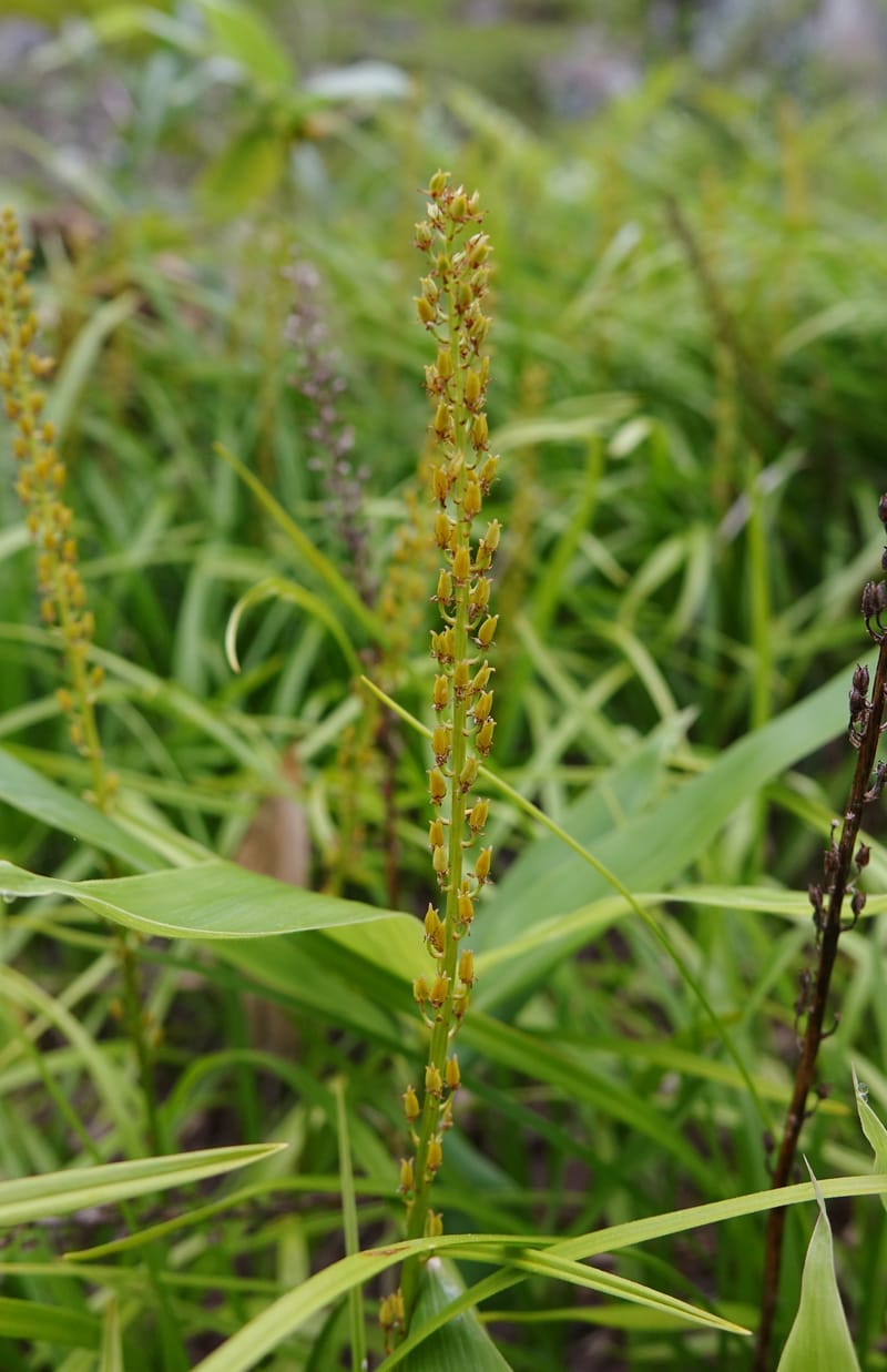 Japanolirion osense--Japan. Hokkaido. Teshio Exptl. For. 3 Aug 2016. DSC00757 (15).JPG