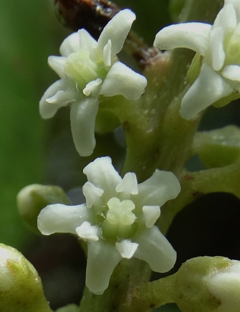 Quintinia major, Lowry, P 7373--New Caledonia. Mont Dzumac. 12 Nov 2015. DSC01563 (264).JPG