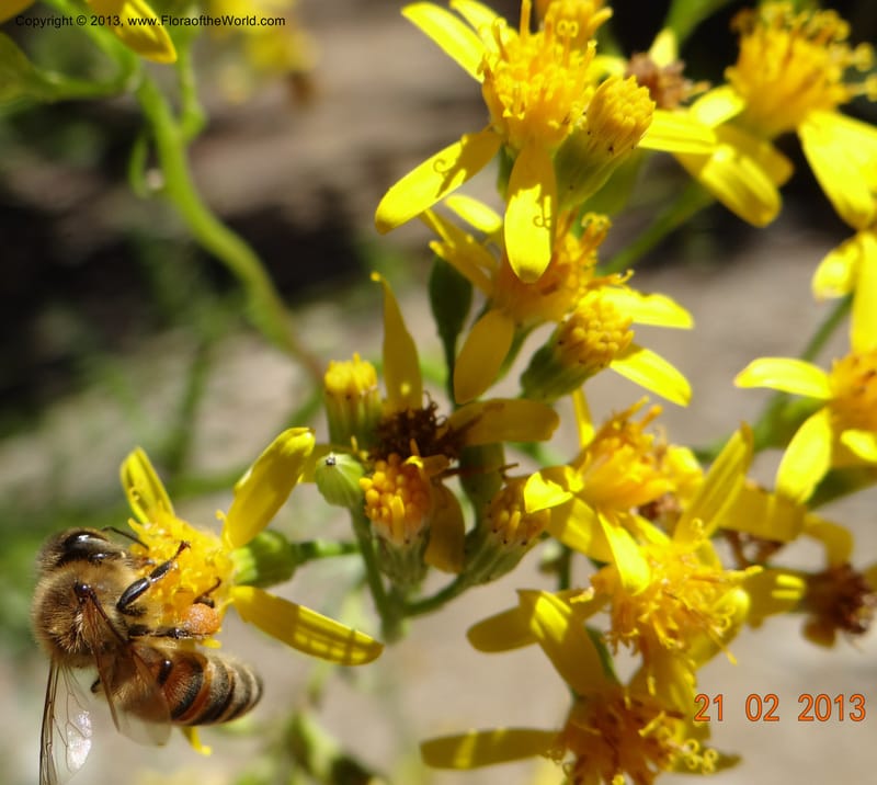 Senecio glaber, W. D. Stevens 34159--Chile, PN Siete Tazas. 21 Feb 2013  99374 (19).JPG