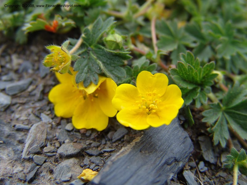 Potentilla--Georgia. Kazbeki . Trail-road to Sameba Church. 2 Jun 05. 399.jpg